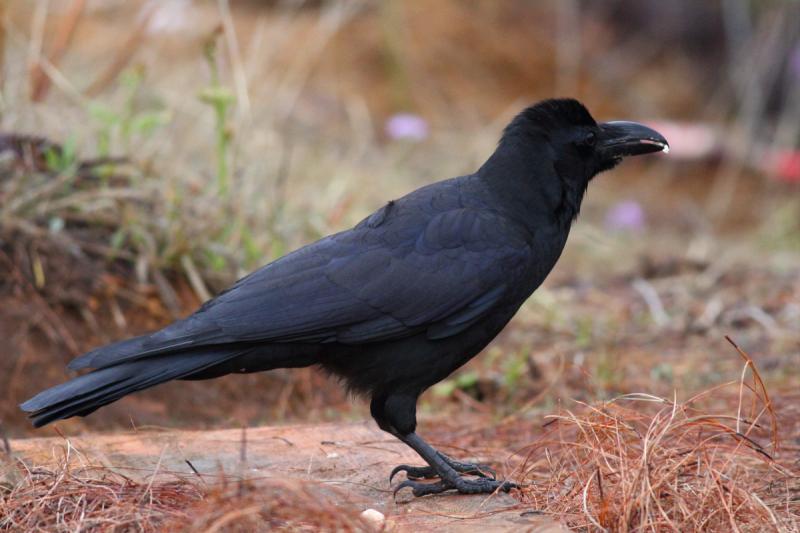 Large-billed Crow - Corvus macrorhynchos - Observation.org