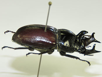 珍奇な甲虫！など。: 三足のわらじ