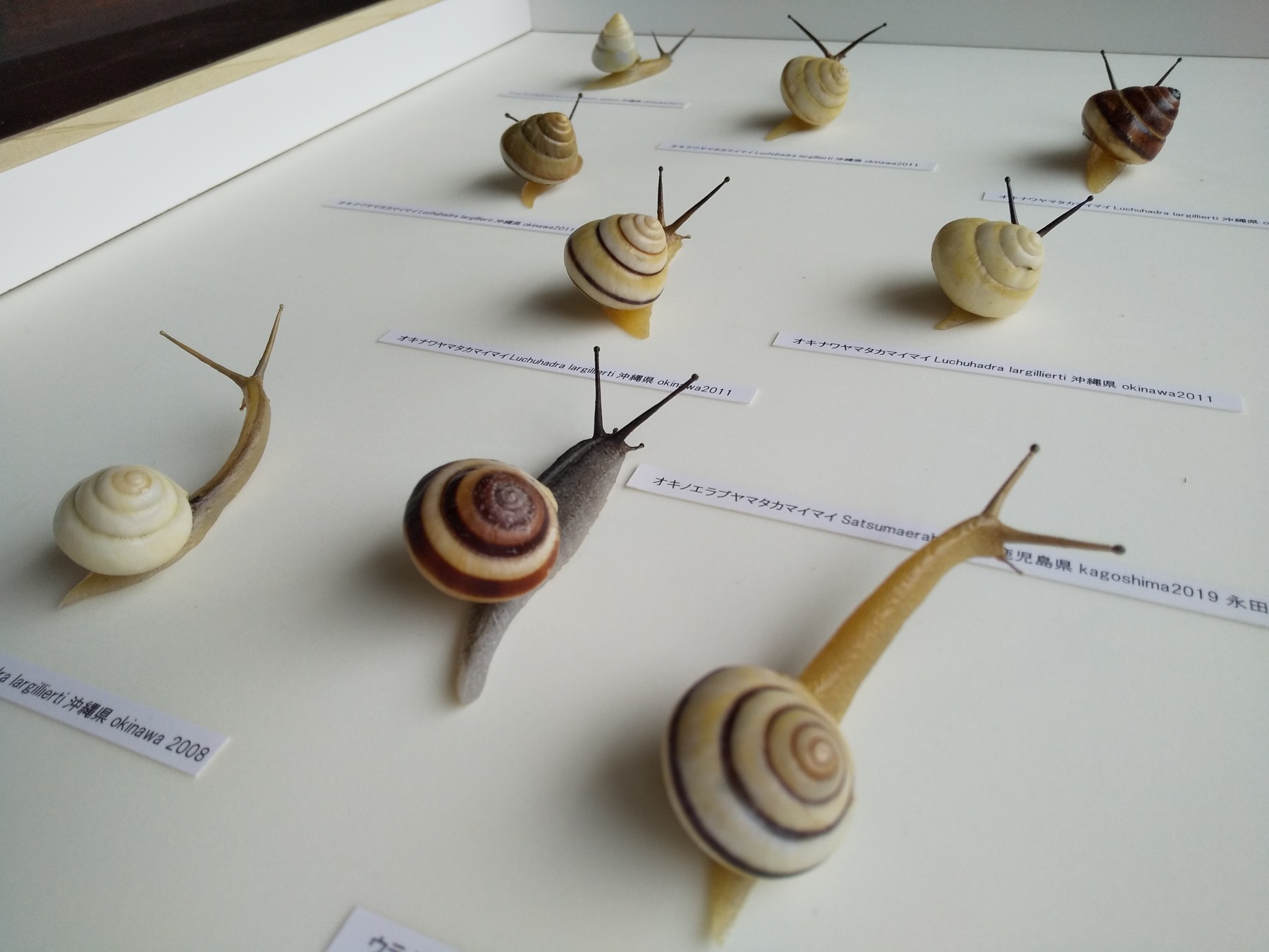 リアルすぎる「かたつむり」のフィギュアたちが大集合！ | 学芸員