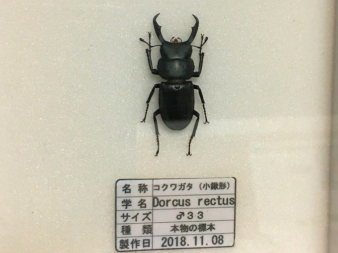 コクワガタ標本の製作依頼がありました。 | オオクワ京都昆虫館