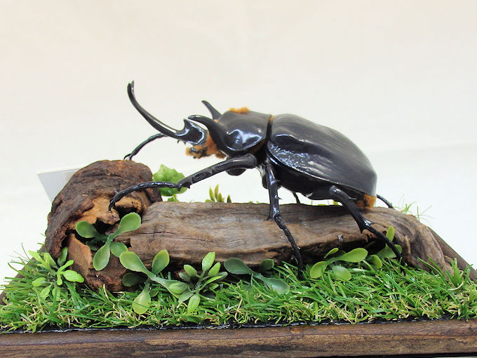 マルスゾウカブト♂118（レプリカ標本） | オオクワ京都昆虫館
