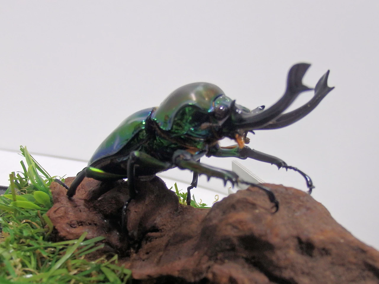 ニジイロクワガタ大型♂66m ジオラマ標本 | オオクワ京都昆虫館