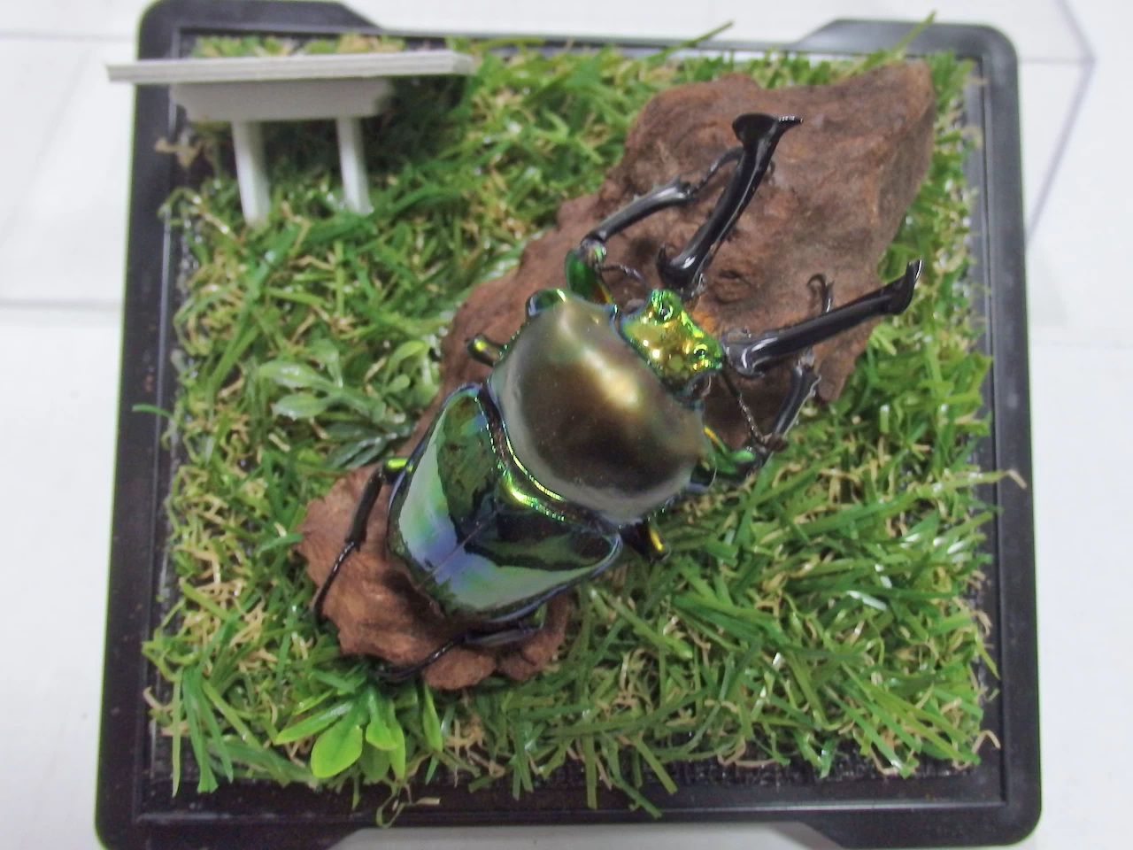 ニジイロクワガタ大型♂66m ジオラマ標本 | オオクワ京都昆虫館