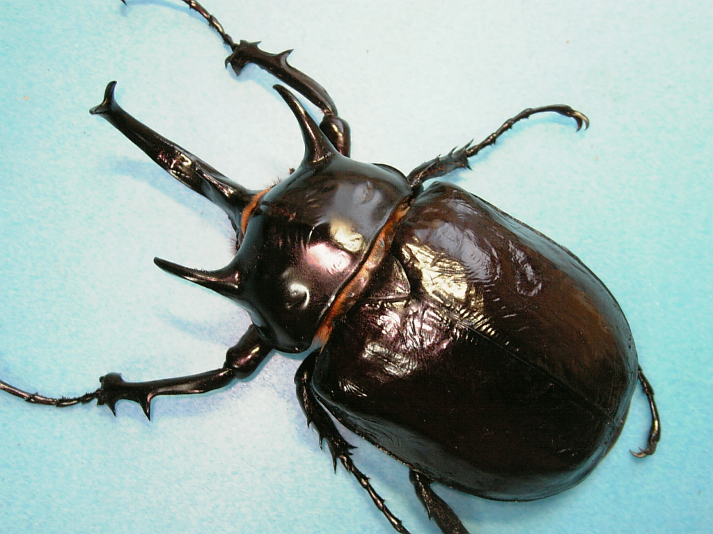 ゾウカブト マルスゾウカブト 飼育記
