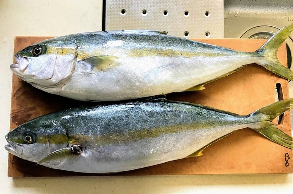 新品レマーレBG 泳がせ スルルー クエ ヒラマサ 石鯛 青物 カゴ釣り