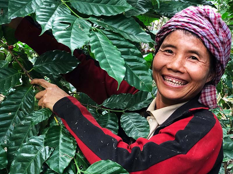 ジーニアスハニー（ミャンマー）中浅煎り 200g - オーガニカコーヒィ