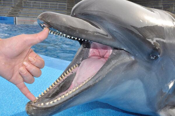 イルカの口内＠ドルフィンスタジアム：飼育23年のハンドウイルカ