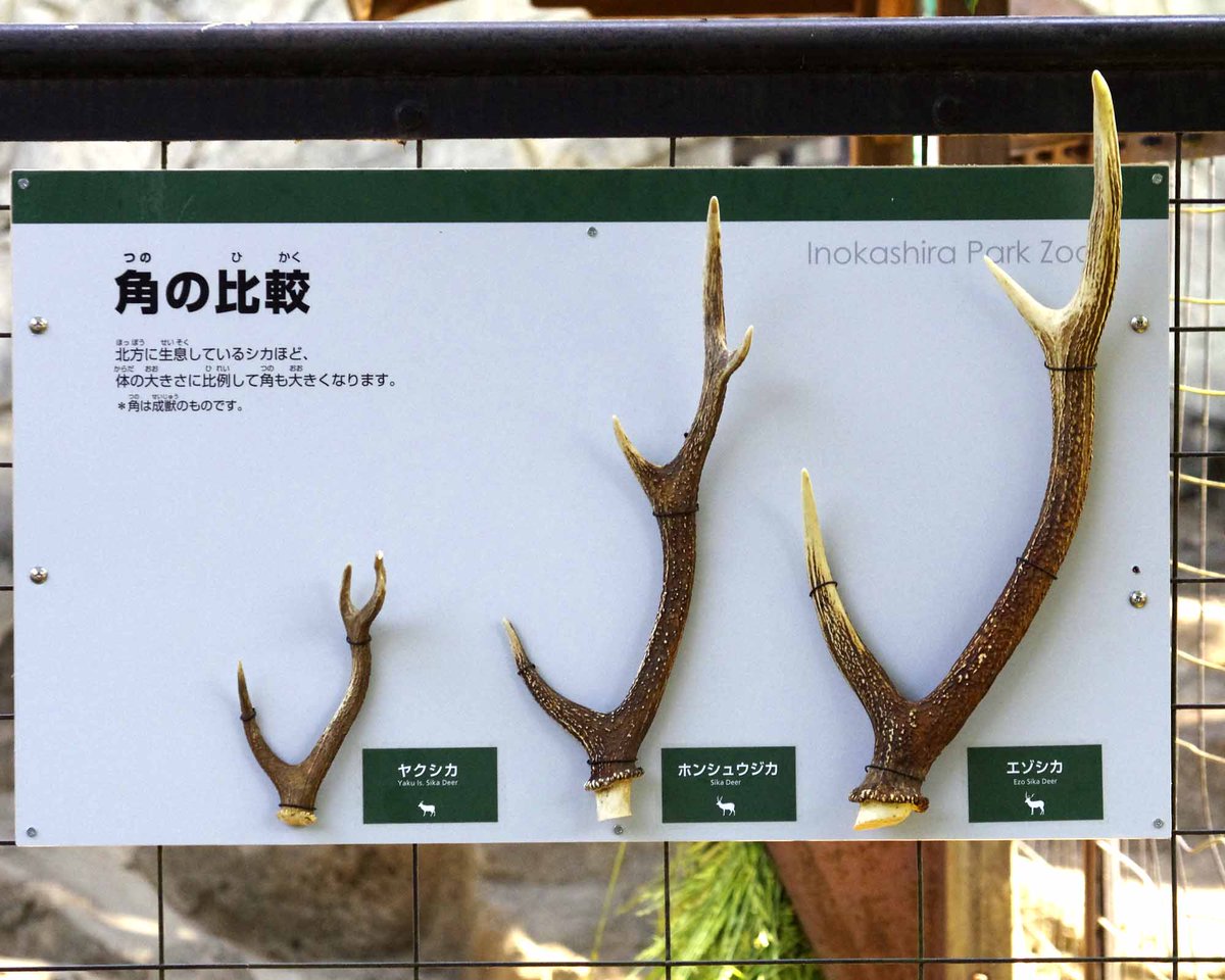 ヤクシカ舎の角の展示が新しくなりました！ ヤクシカ・ホンシュウジカ