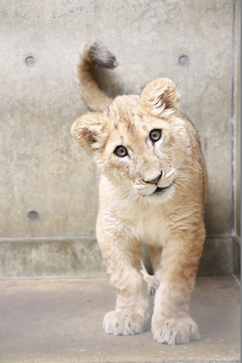 ライオンの「なお」が引っ越ししました】9月に生まれた4つ子ライオンの