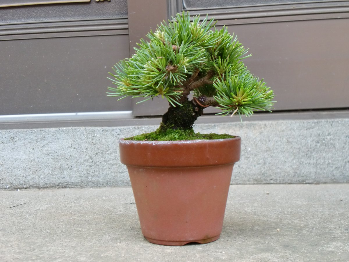 盆栽 #BONSAI #五葉松 #明星 #豆盆栽 五葉松を手に入れました。品種は