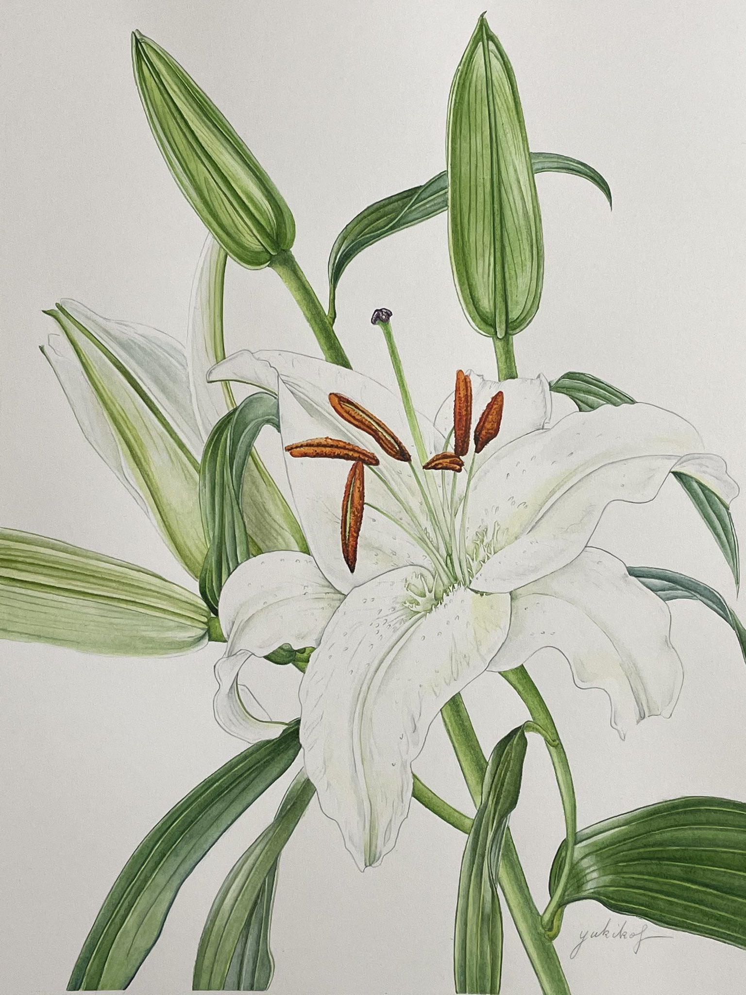 絵画】ボタニカルアート 「カサブランカ 純白の貴婦人」原画 絵画