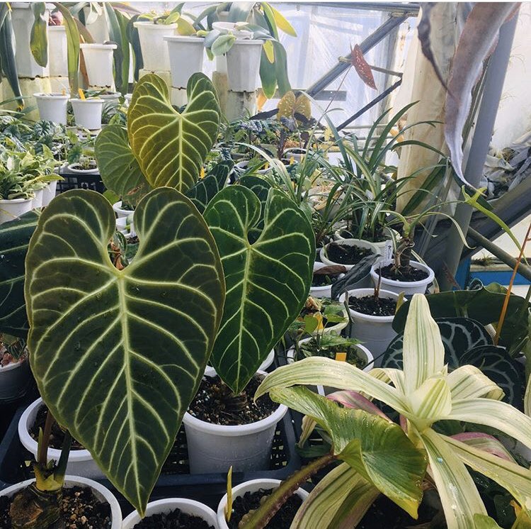 anthuriumregale 手に入れたアンスリュームのレガレ… やっとまともな新