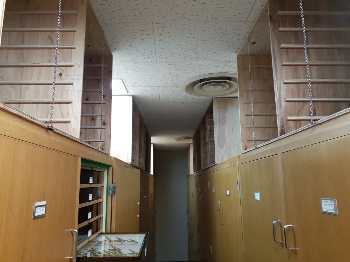 きのうの答え：昆虫標本箱用の収納棚を自作しました。大型ドイツ箱が16