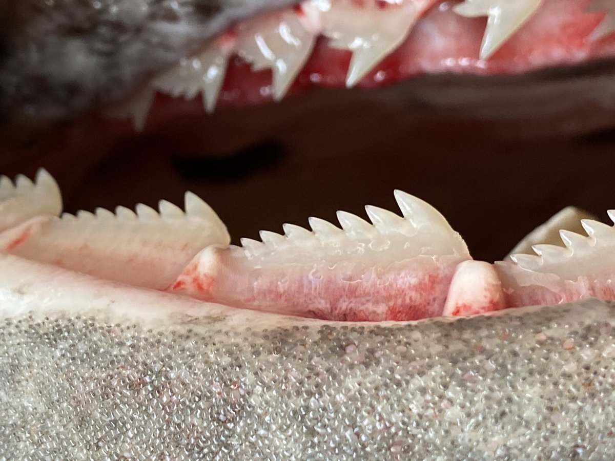 カグラザメは歯が非常に特徴的で、上下で違う歯をしております！！ 上