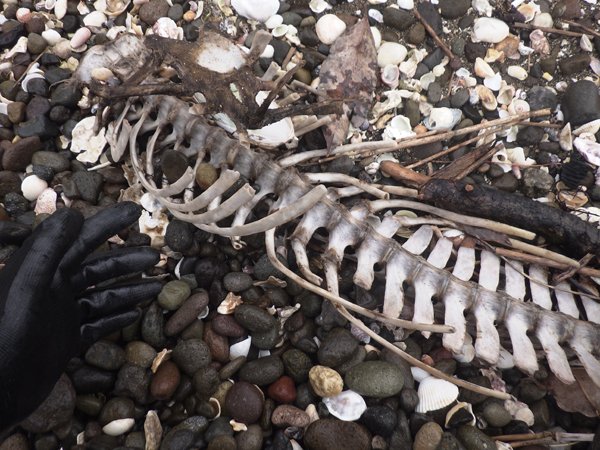 クジラ類の骨は無許可で持ち帰ってはいけないということを教えてもらい