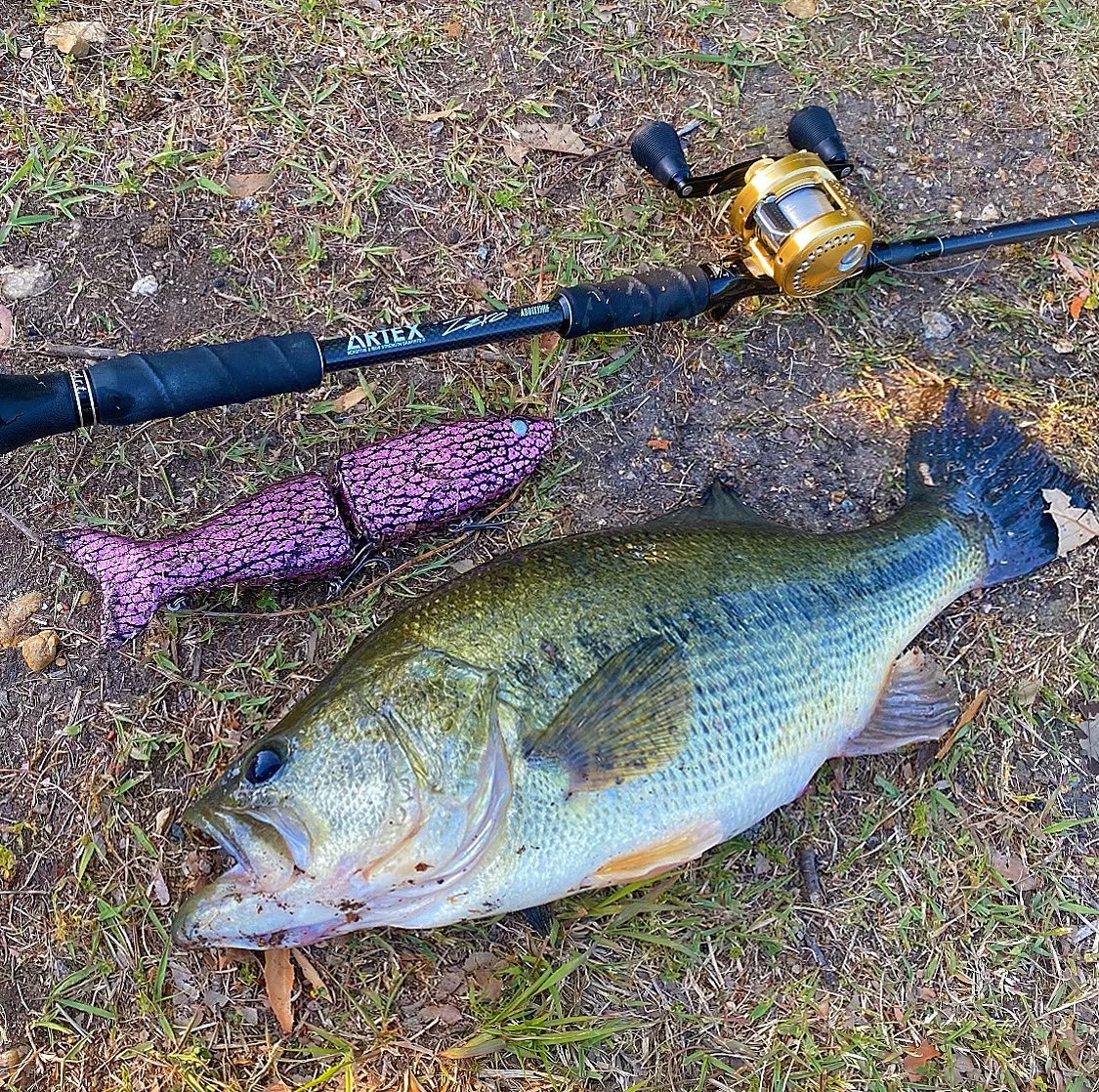 マニフォールド パチイノ パチーノ 278 2017年 ビッグベイト