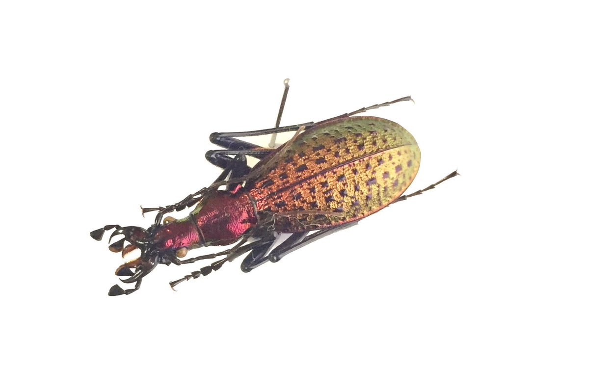 今日のオサムシ リーチホソクビナガオサムシ Carabus(Acoptolabrus