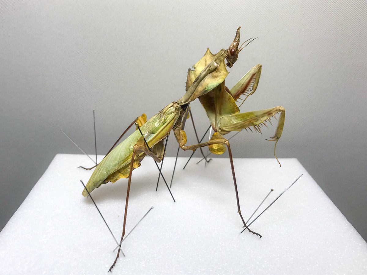 微調整中のニセハナマオウカマキリ Idolomantis diabolica の立体標本