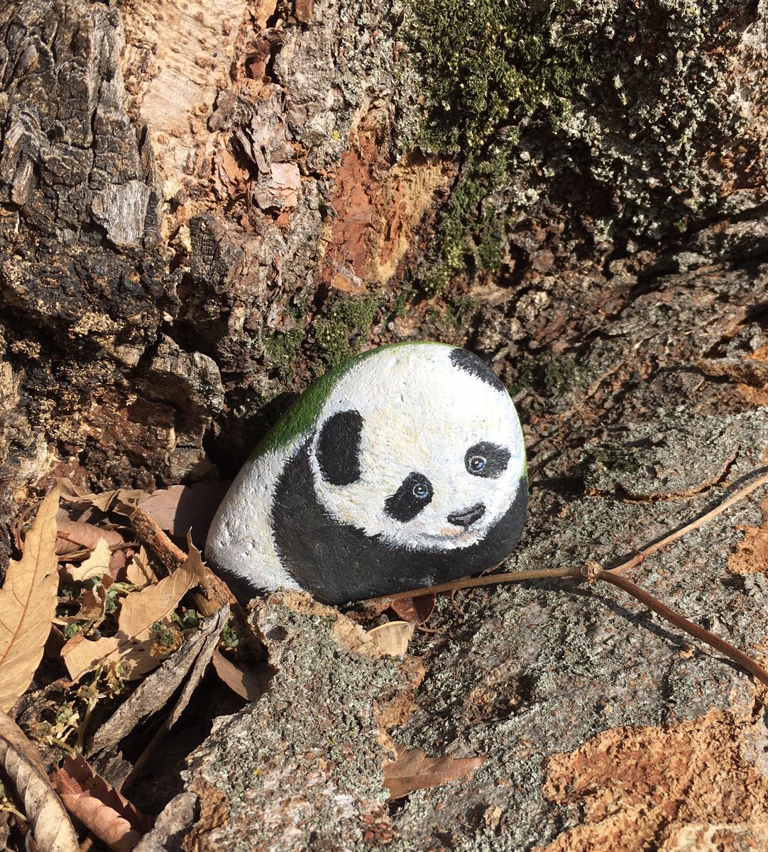 石から産まれた『子パンダちゃん』外の世界へ興味津々 楽しい事