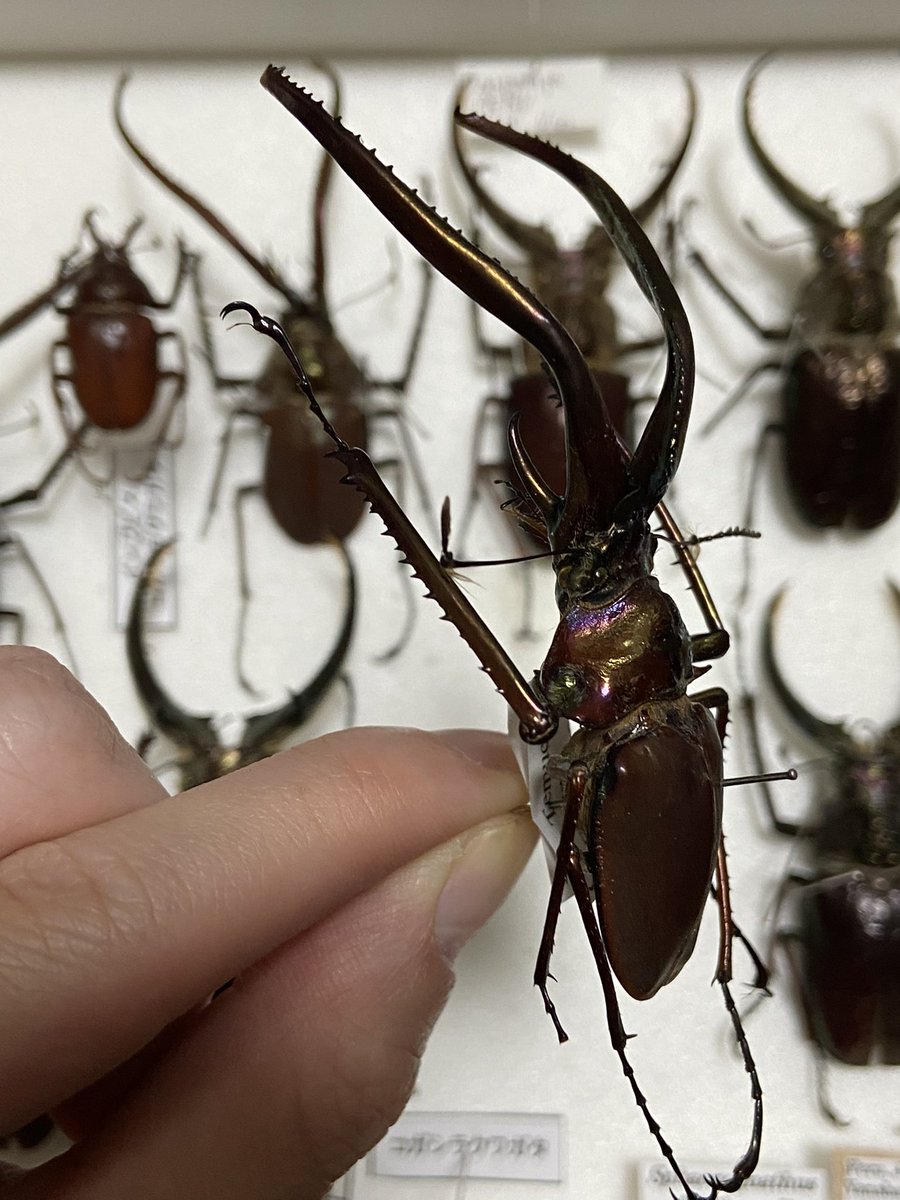 めちゃくちゃでかい フェイスタメルシワバネクワガタ コガシラクワガタ