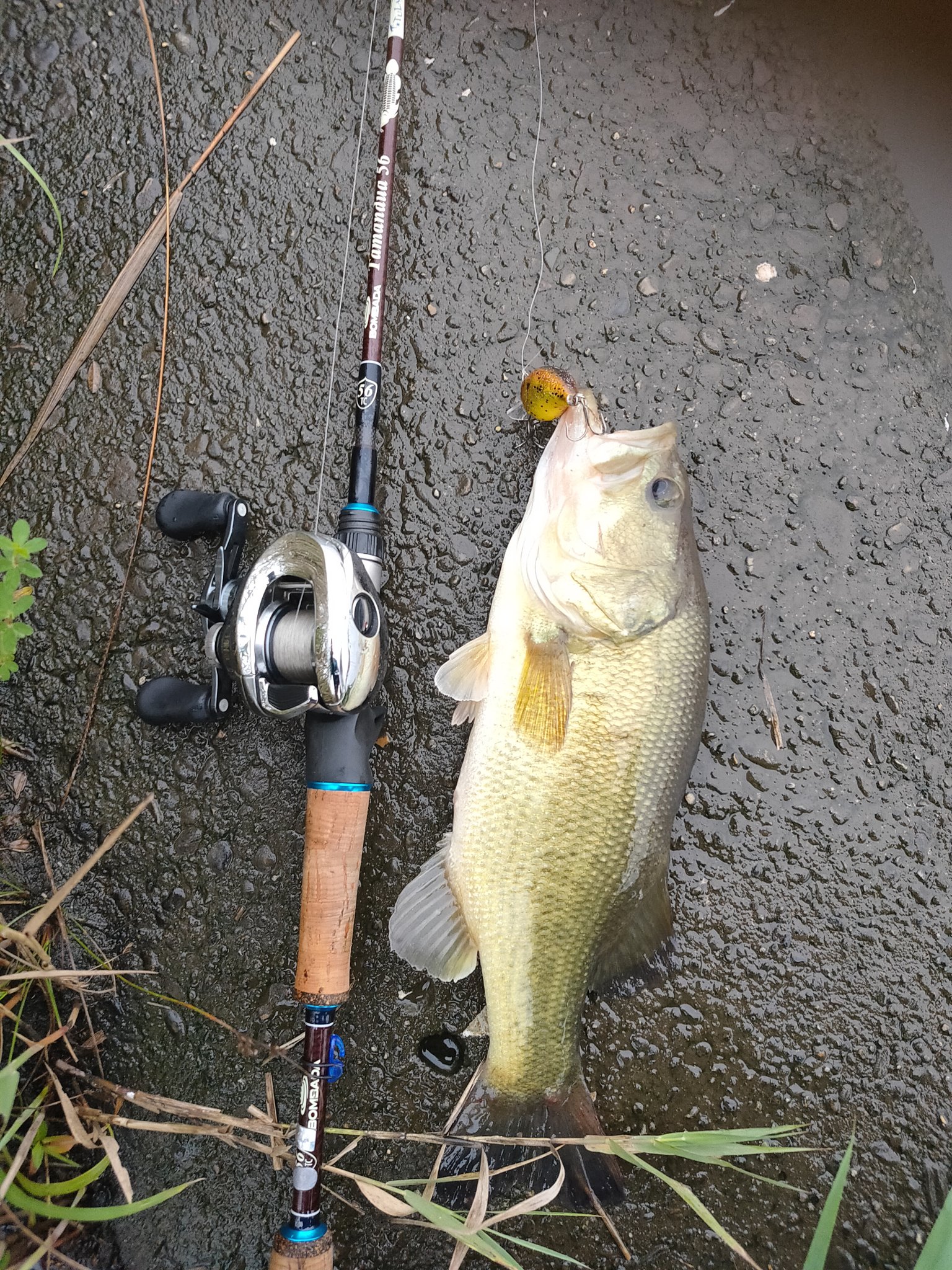 Tulala BOMBADA Tamandua 56 【公式通販】