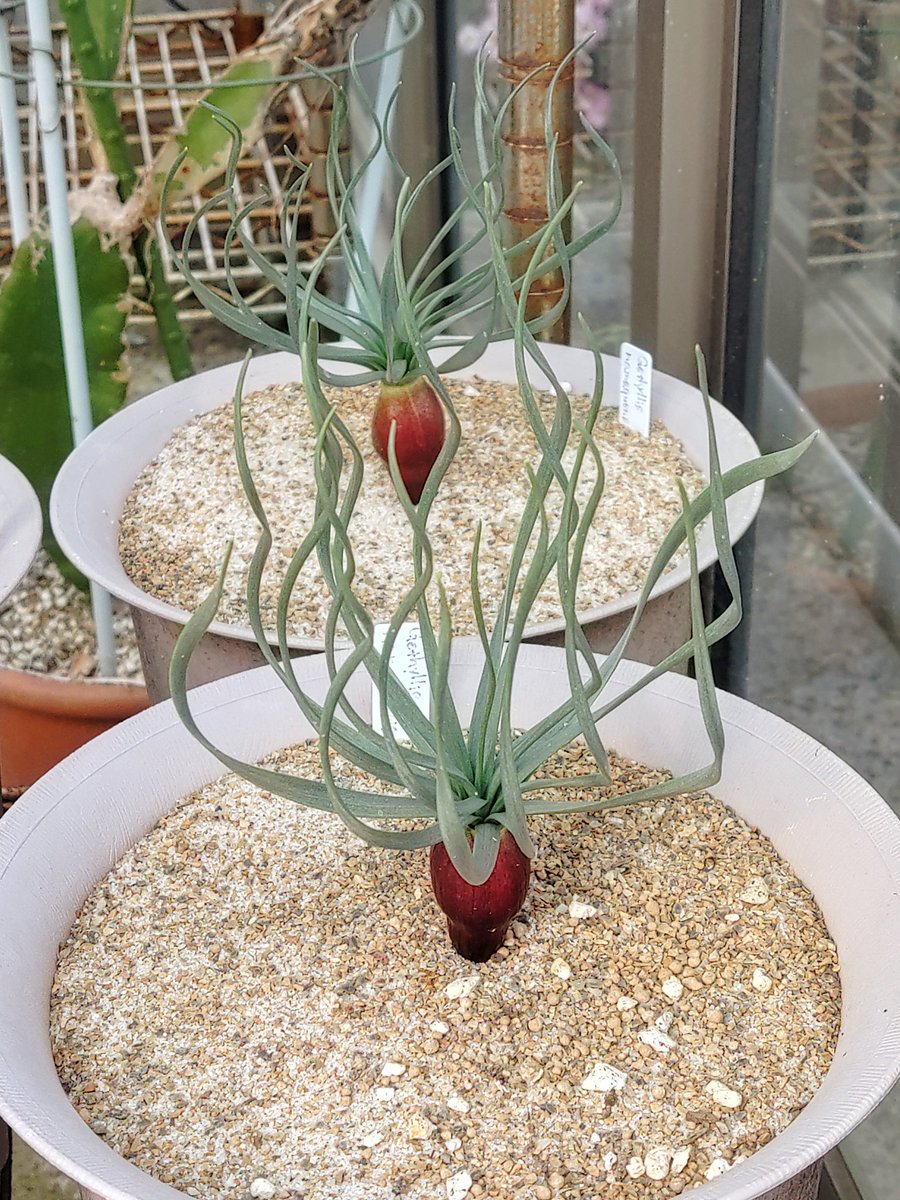 Gethyllis namaquensis (Eksteensfontein, Northern Cape)/ゲチリス