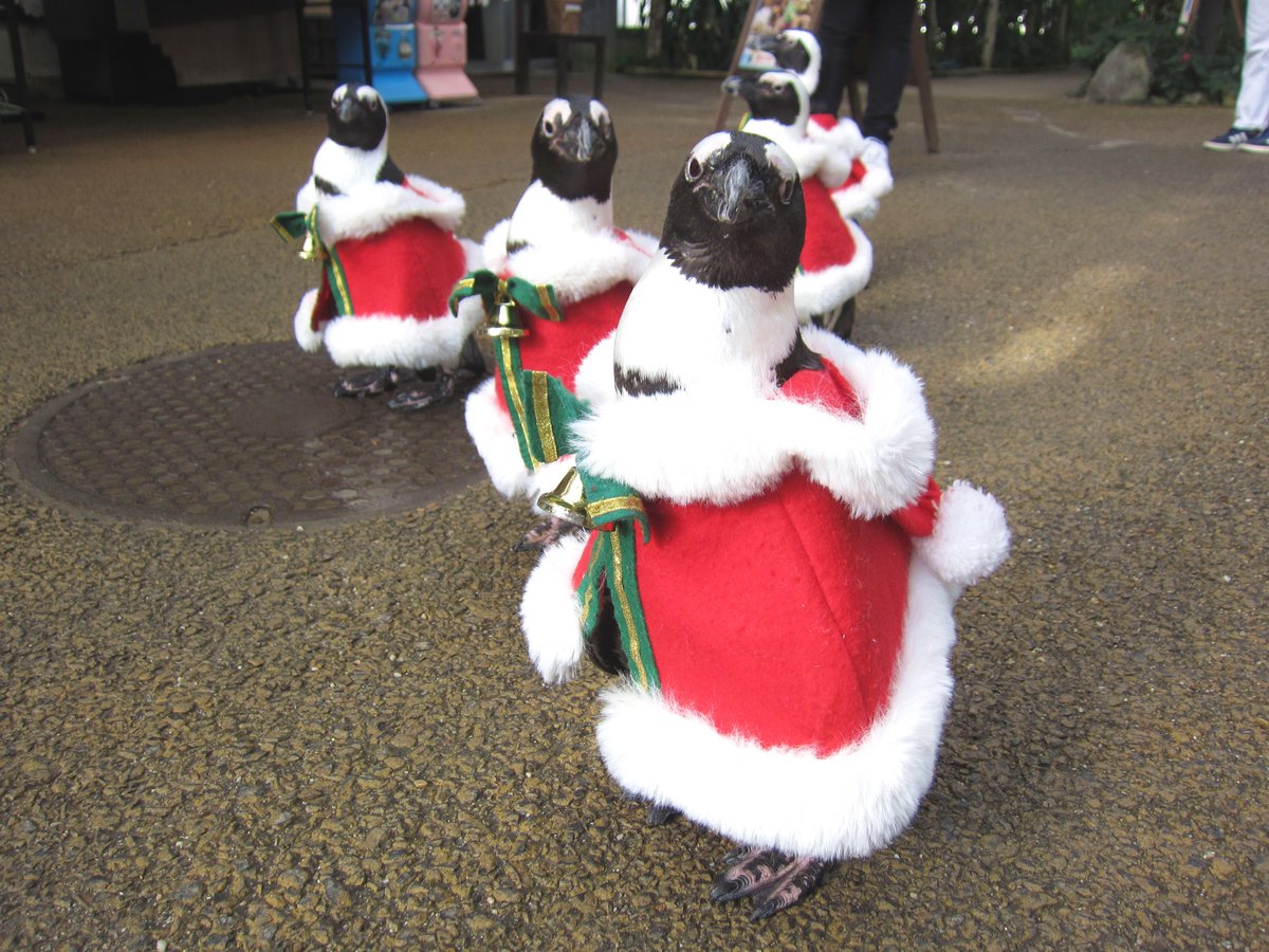 ペンギンサンタのお散歩始まっているよ」 カメラ目線が揃ったペンギン