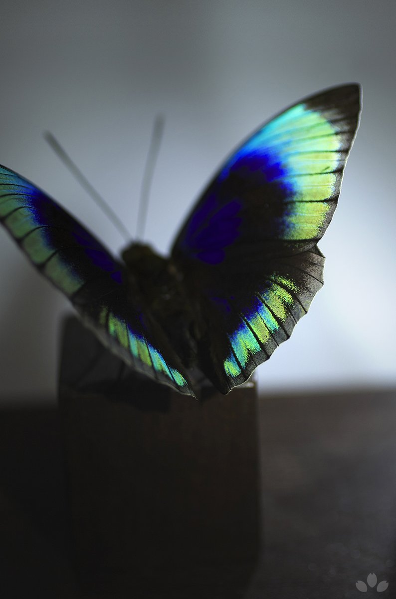 こちらはベアタミイロタテハです。深く青い翅を持ち、そのまわりは水色