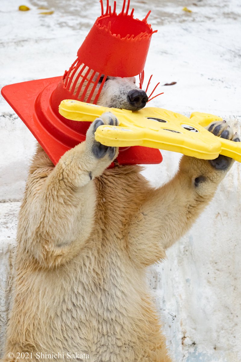 天王寺動物園のホッキョクグマ（ホウちゃん）。 赤い帽子？それは