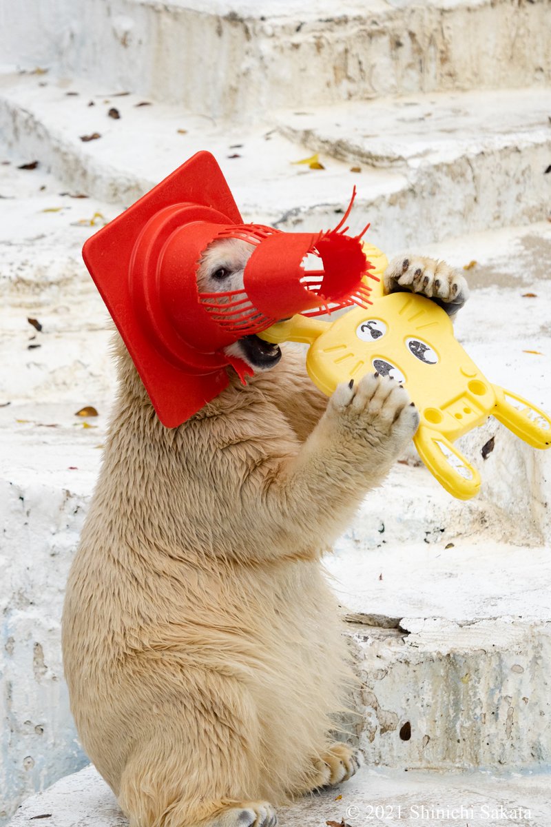 天王寺動物園のホッキョクグマ（ホウちゃん）。 赤い帽子？それは