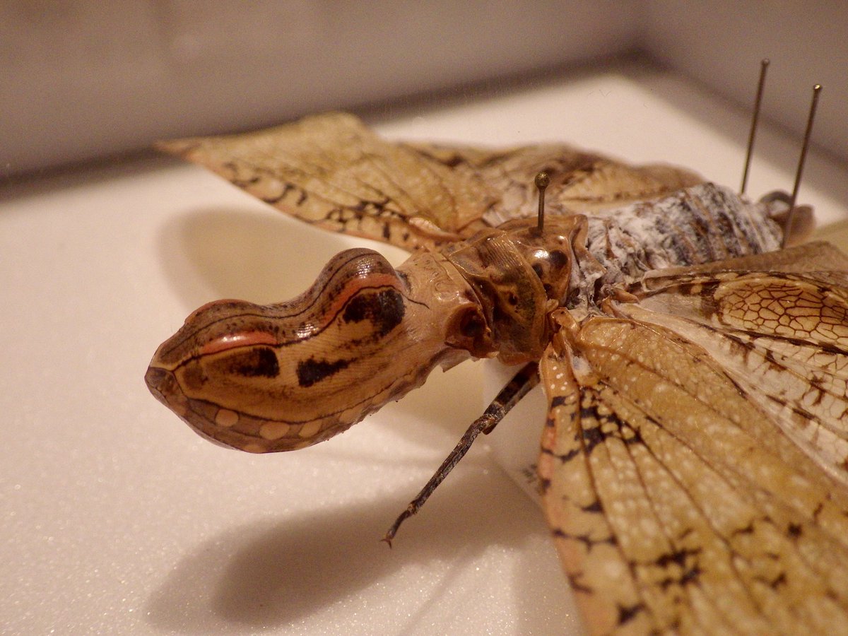 暑いですね今日は☀️ それ以上に熱い虫捕り欲求を抑えつつ、オープン