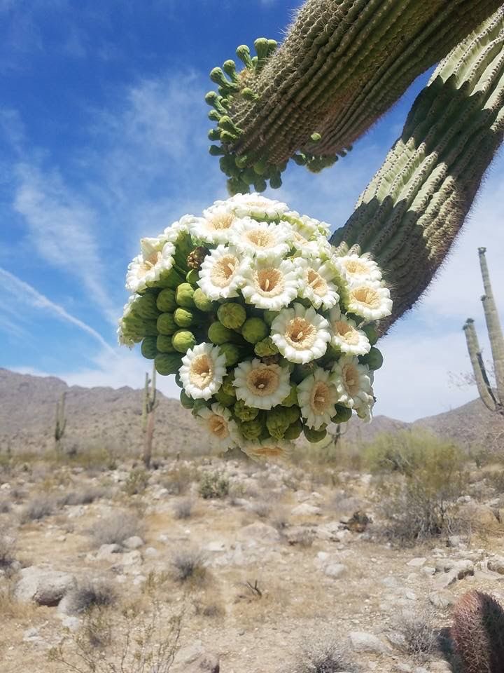 弁慶柱（べんけいちゅう）と言うサボテンだそう。サボテンの中では最も