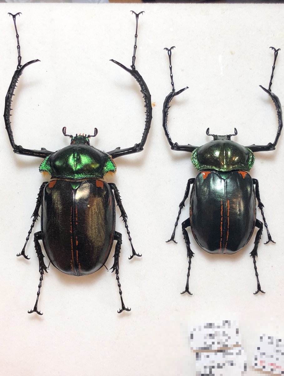 ヤンソニーテナガコガネ 69mm コレクションシリーズヤンソニーテナガ