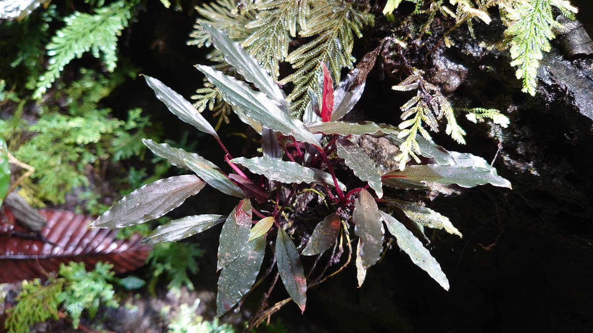 Homalomena aff. vitifolius 赤備 若蛙手 Homalomena aff. vitifolius