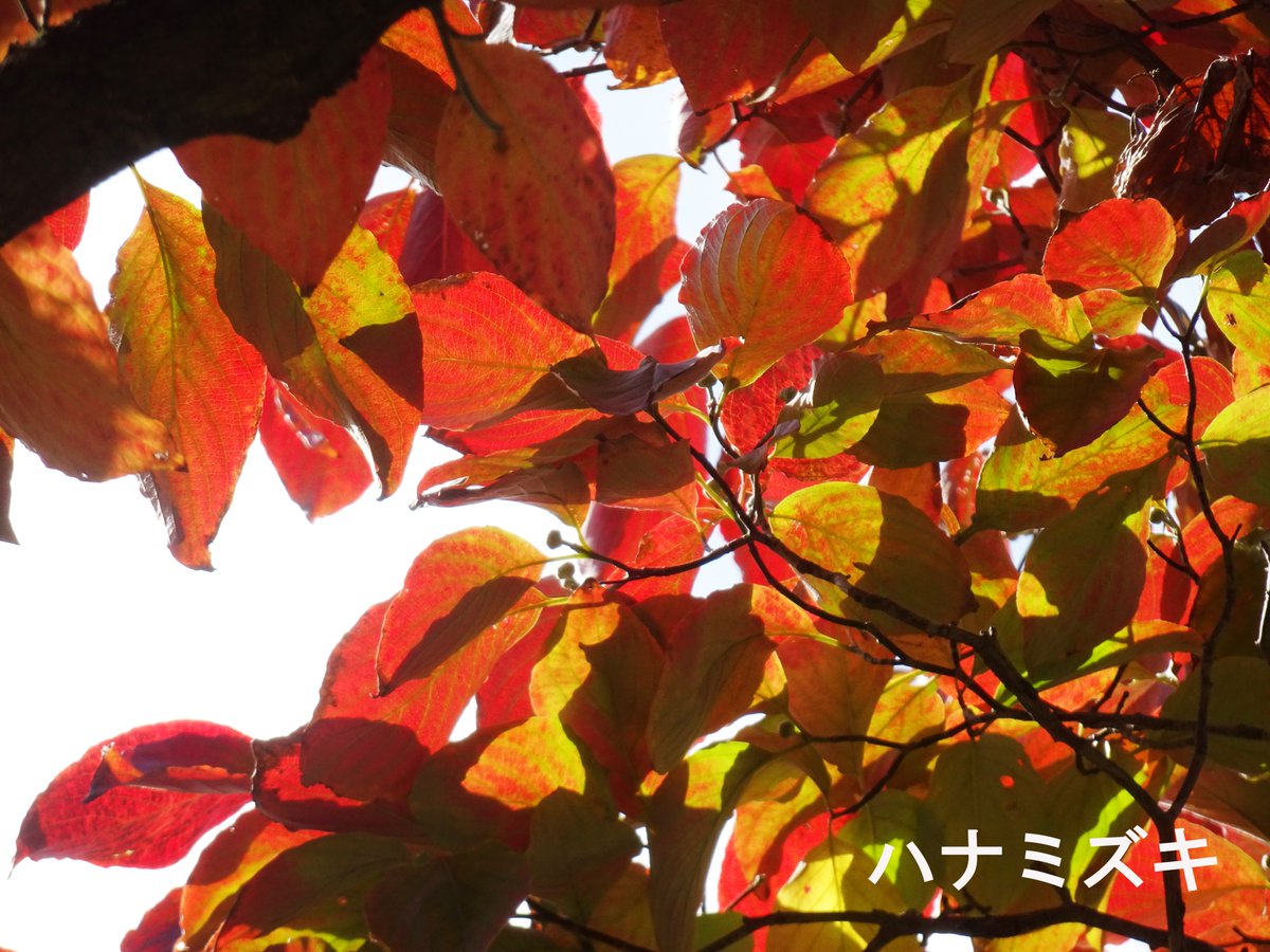 新宿御苑 の #紅葉 トップバッター #ハナミズキ がみごろです✨ 外側