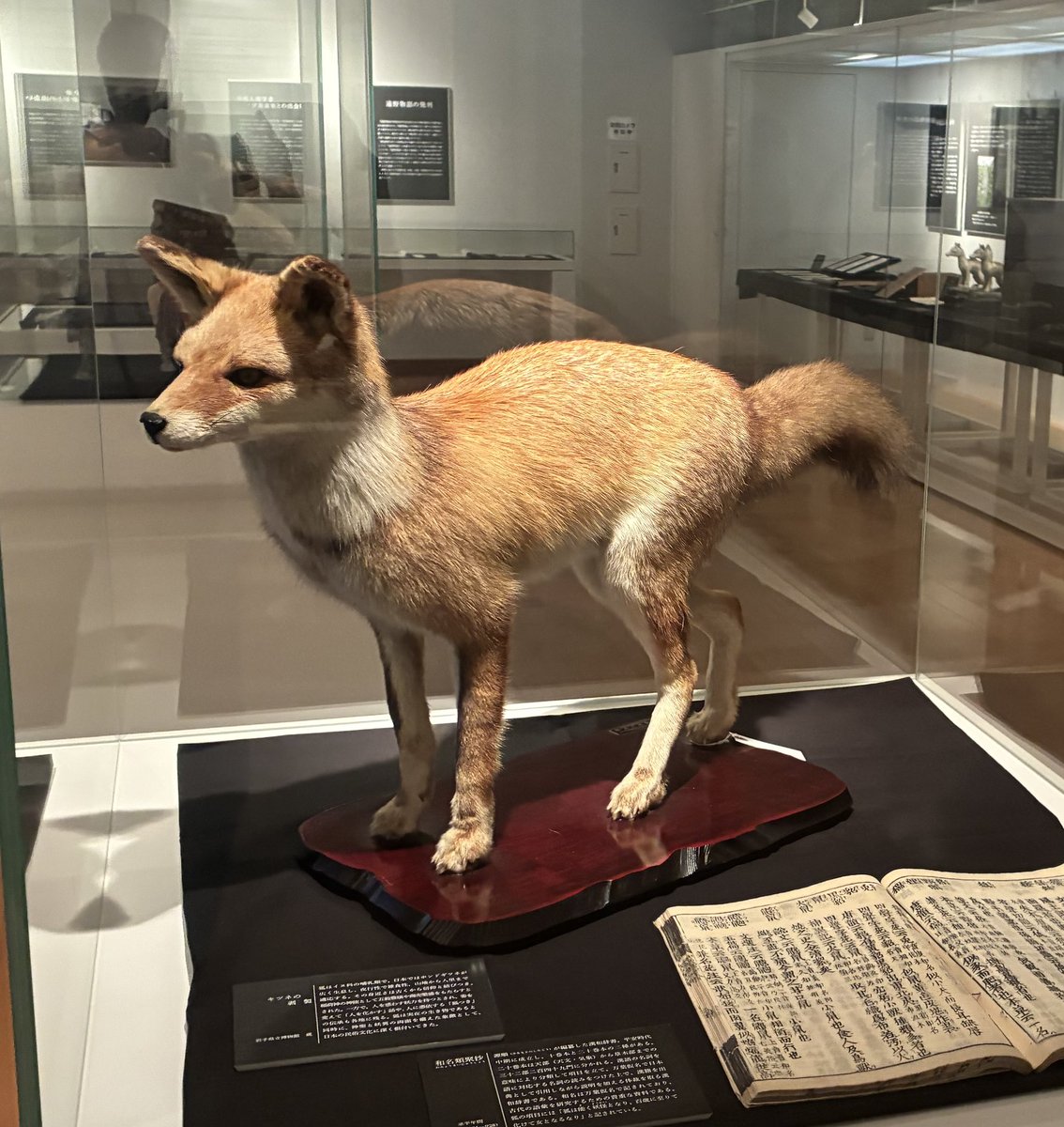 キツネの剥製 狐はイヌ科の哺乳類で、夜行性で雑食性、山地から人里
