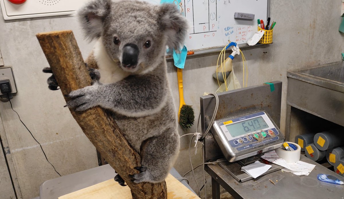 コアラのポポロの体重測定です。 コアラのぬいぐるみは卒業し、小さい