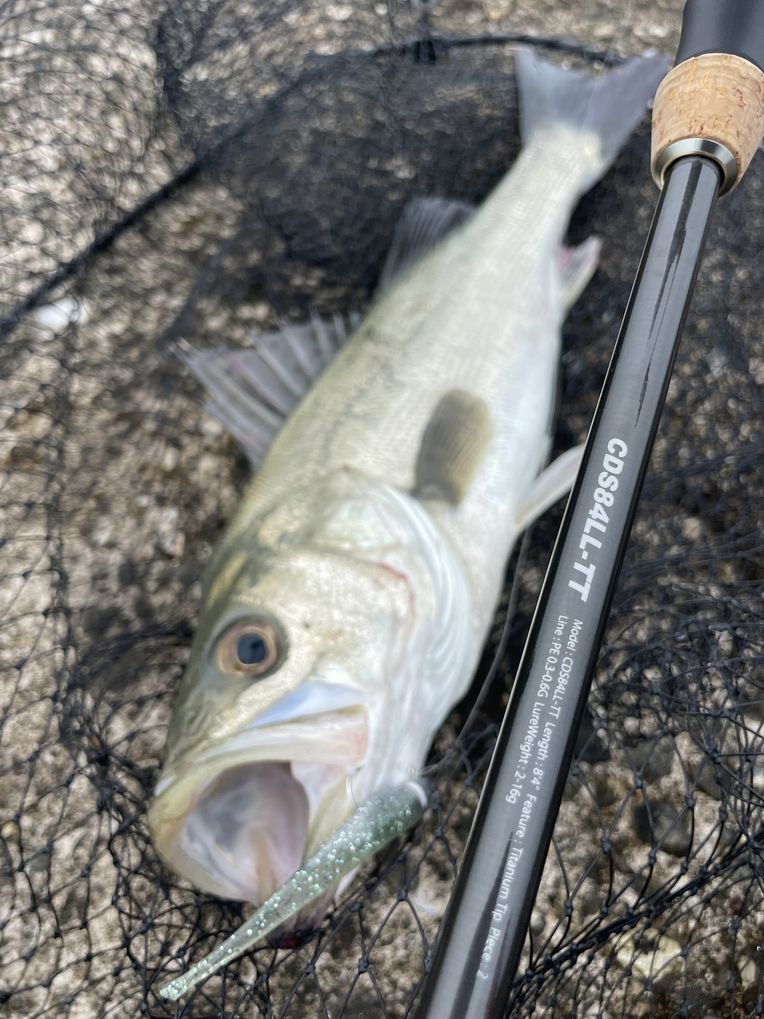 コアマン デイスター CDS84LL-TT TITANIUM SENSOR 【公式通販】