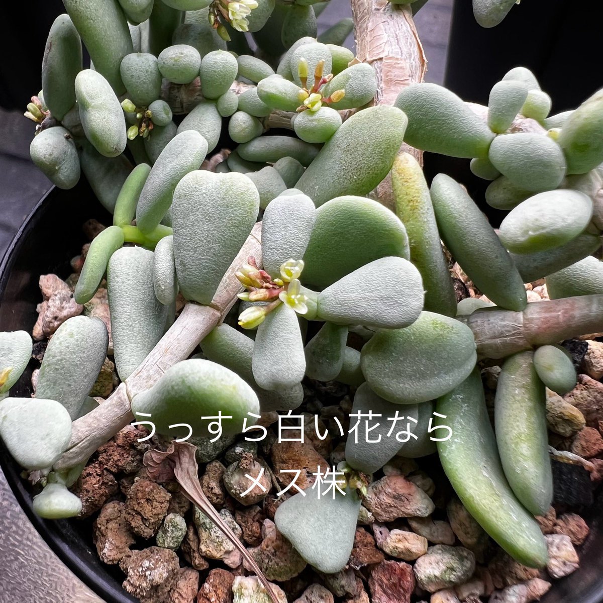 JuNyaさん(@jun_ya )に教えてもらったケラリアピグマエアのオスメスの