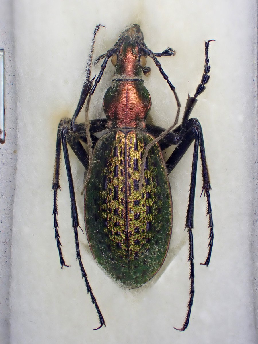 before 】 Acoptolabrus leechi chonmasanensis 🇰🇵 North Korea 平安