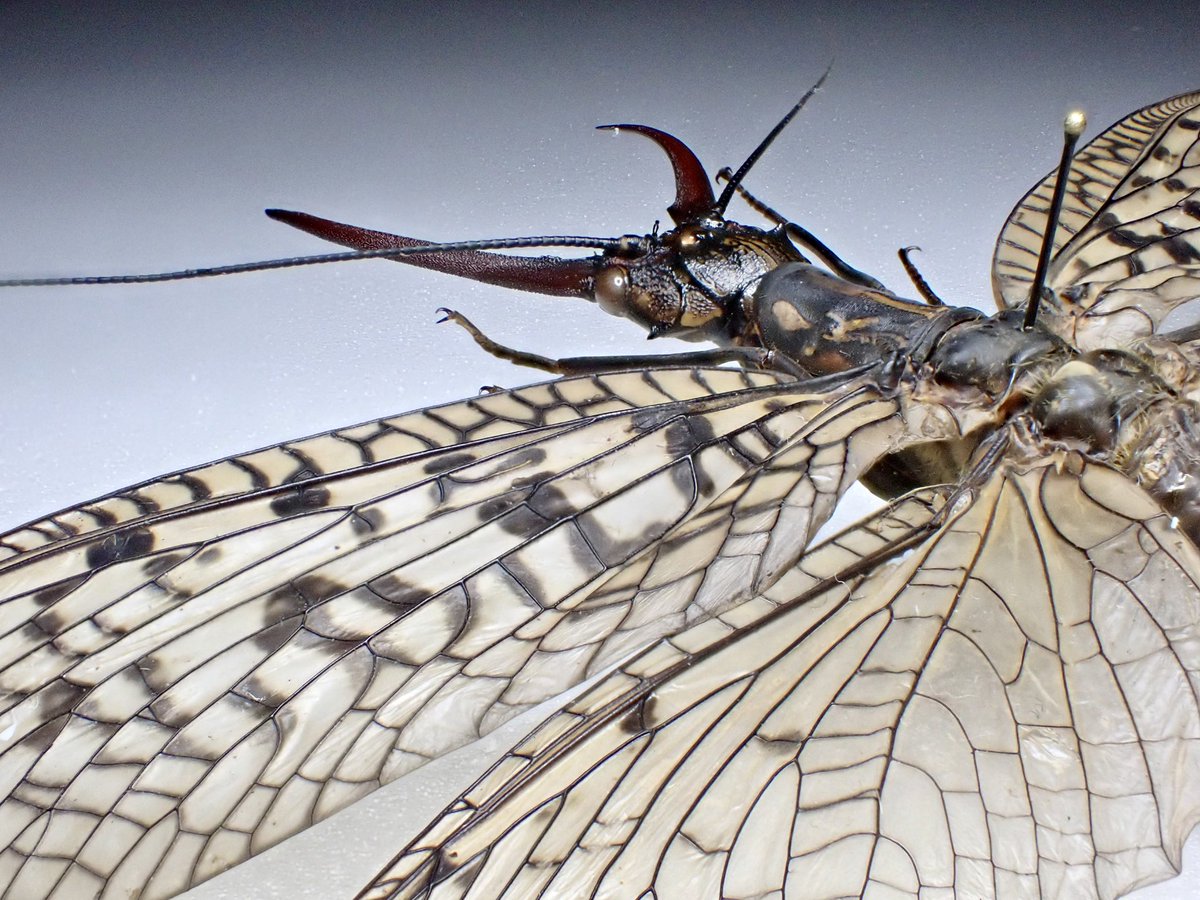 先日投稿したオオキバヘビトンボの孫太郎虫も1頭のみ販売。 成虫が巨大