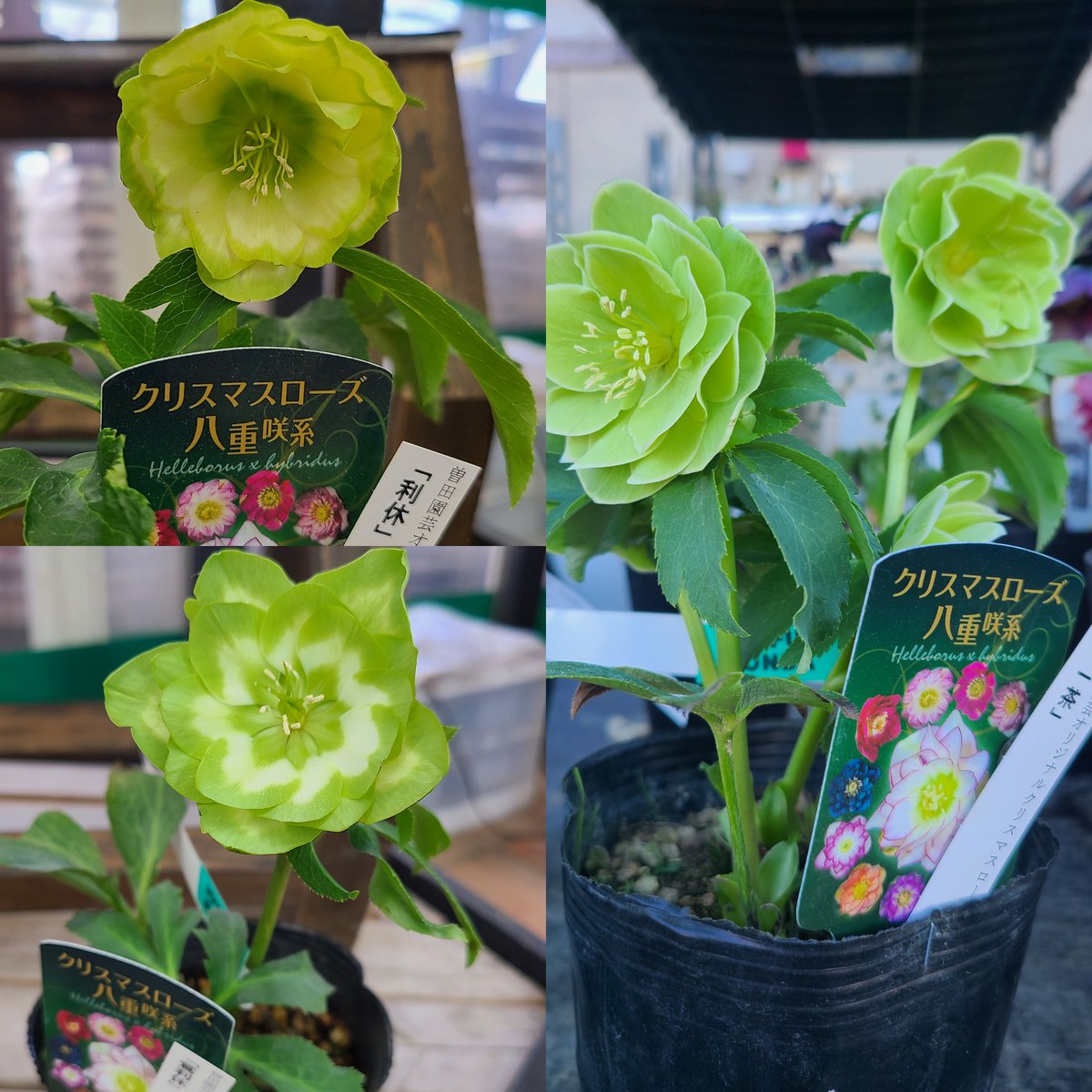 レア！クリスマスローズ 一茶♪曽田農園さん曽田園芸さんのクリスマス