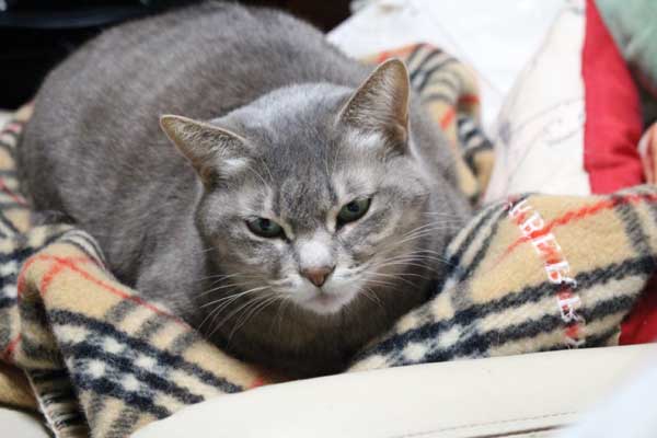 まりねこ様グレー0