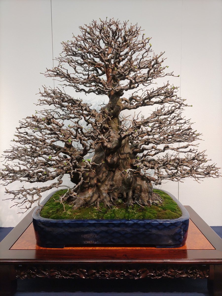 ミニチュアの庭、大木って感じ有る