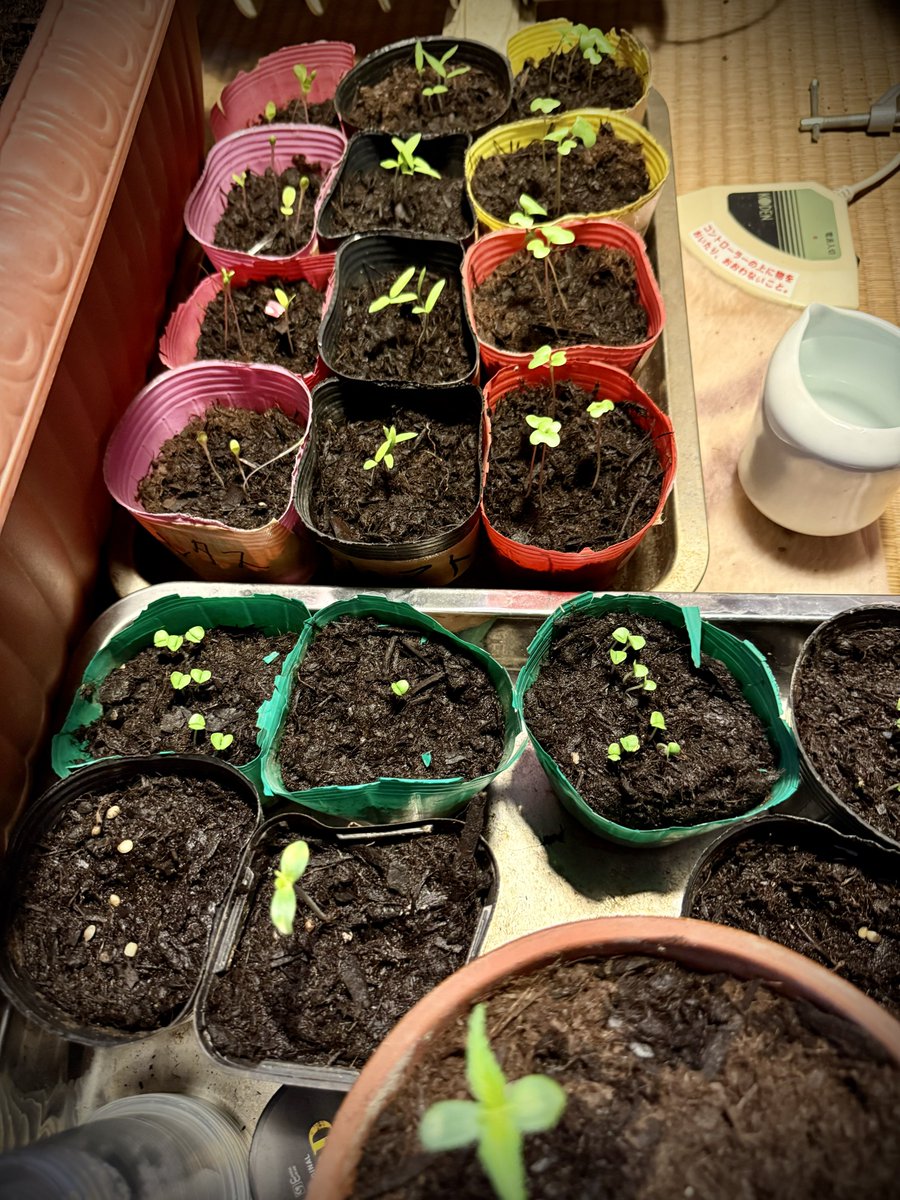 園芸ゴマちゃん #おはようございます Good morning, everyone🌞 The