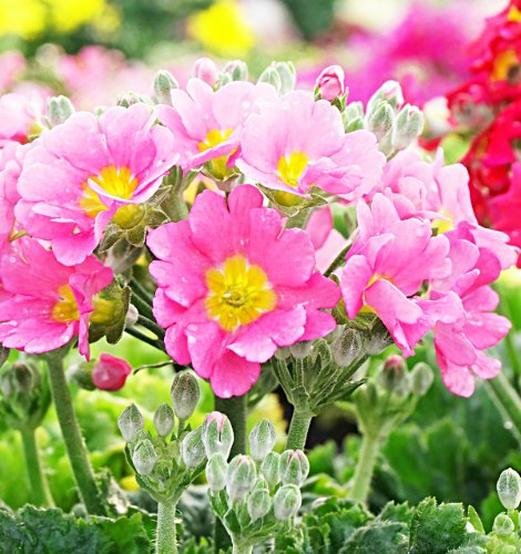 占いサロン順震(原宿当たる占い師5選、ヤフー占い売上No1占い師）2/28