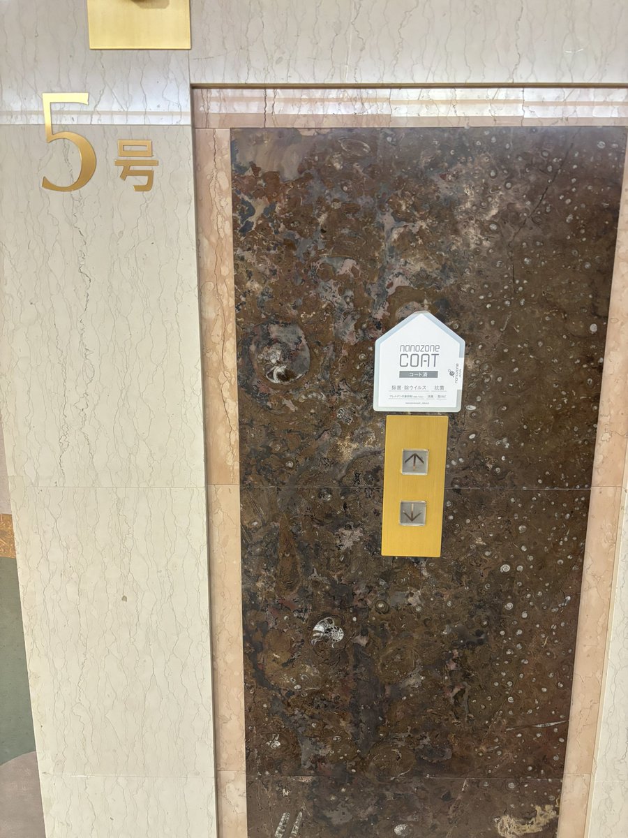 アンモナイトの化石