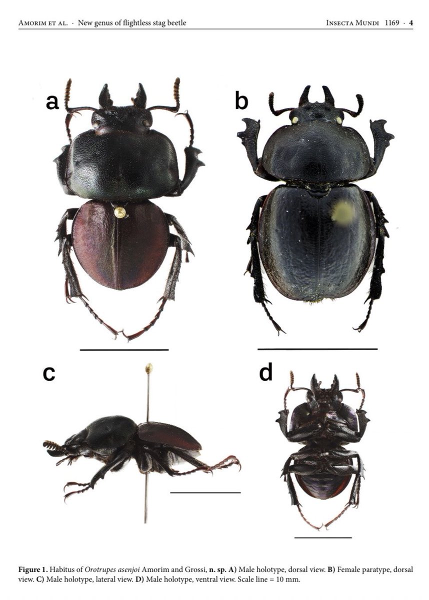 ペルー北部の山岳地帯から発見されためちゃくちゃすごい新属新種の