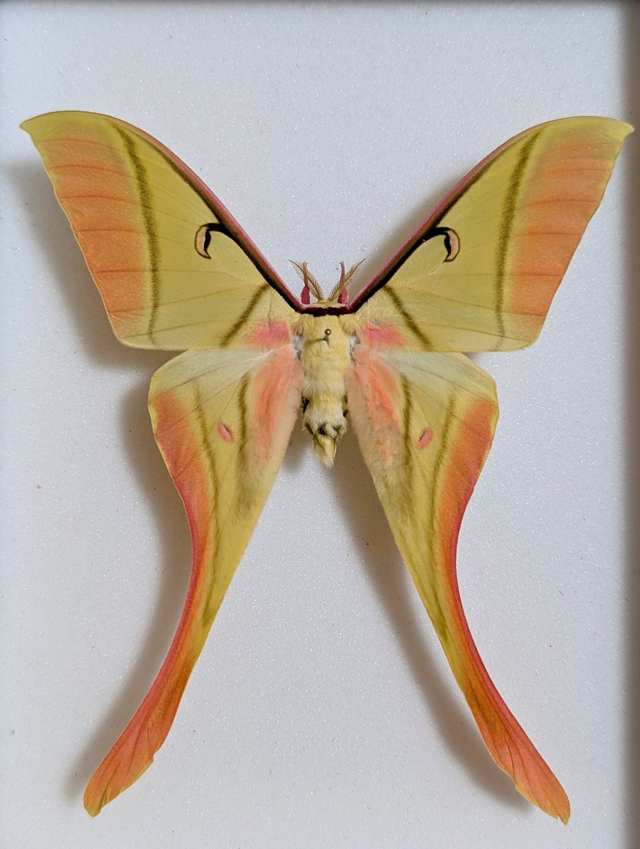 M0 (@mom0mom0mom0m00) / Posts / X