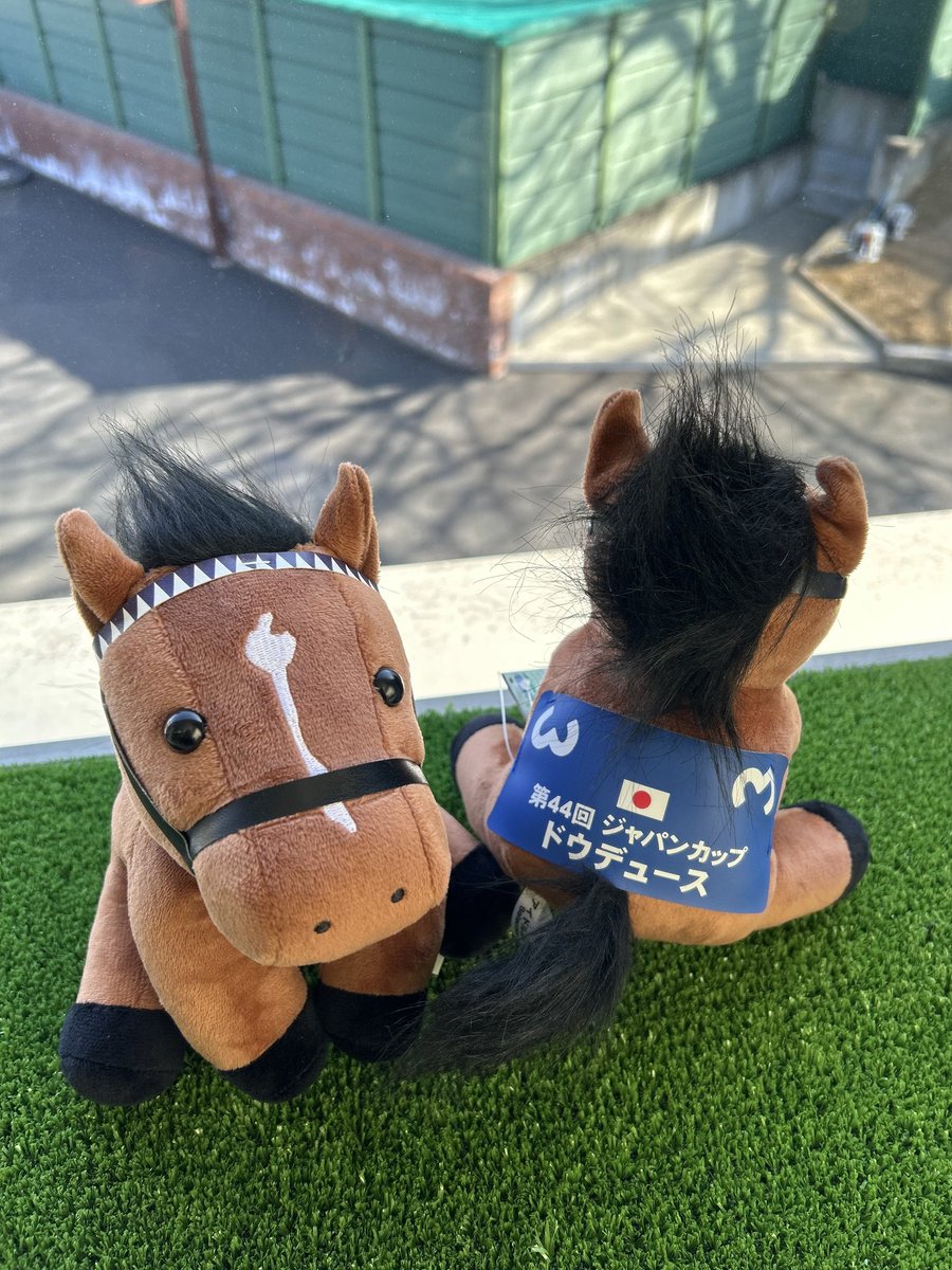 ドウデュースが本当に本当に大好きです。 現地で見たジャパンカップが